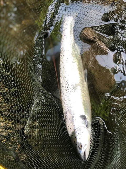 Salmon from the beautiful River East Lyn - North Devon & Exmoor Angling  News - The latest up to date information