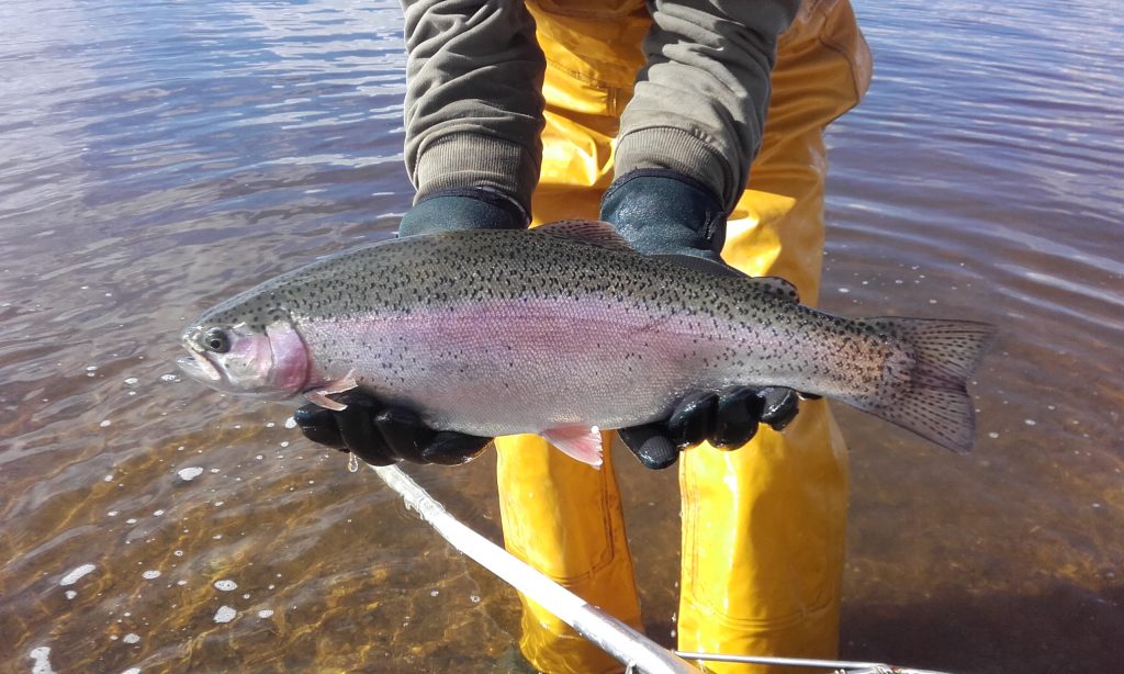 South West Lakes Trout Fisheries Report North Devon Angling News