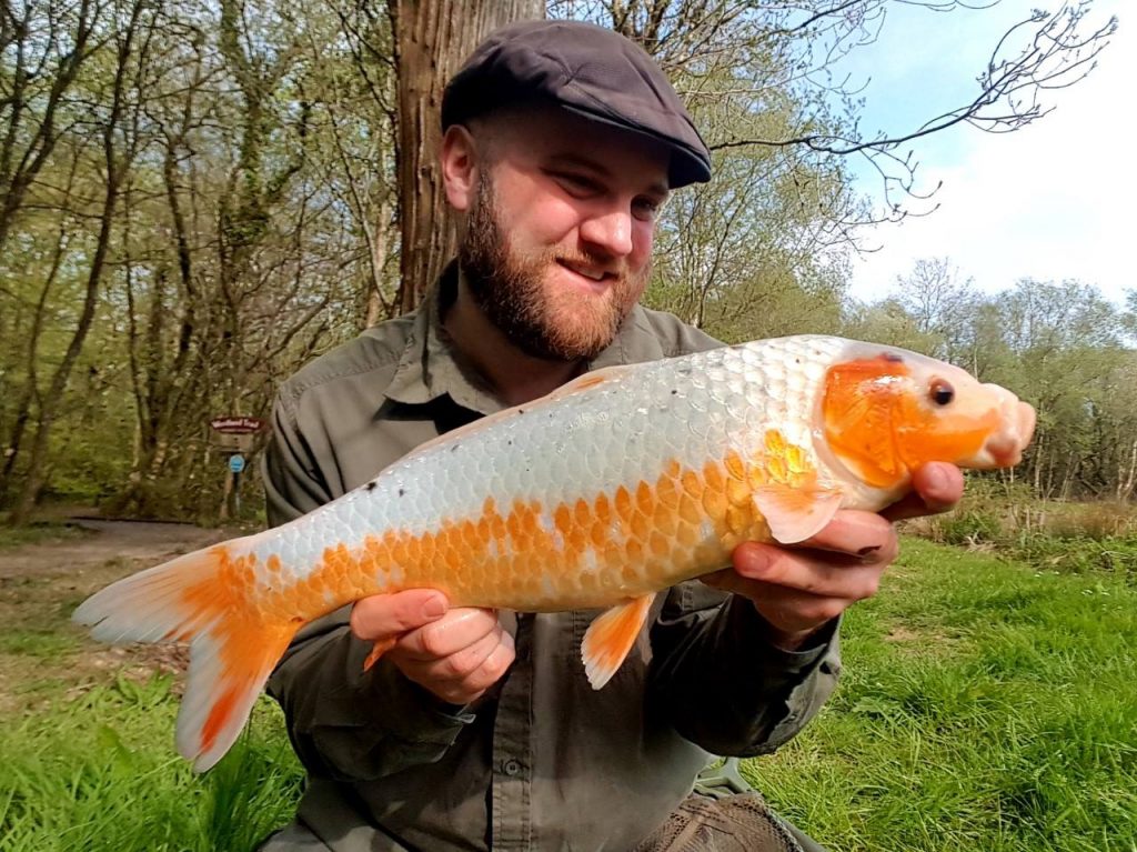 Anglers Paradise Beautiful Koi North Devon Angling News The