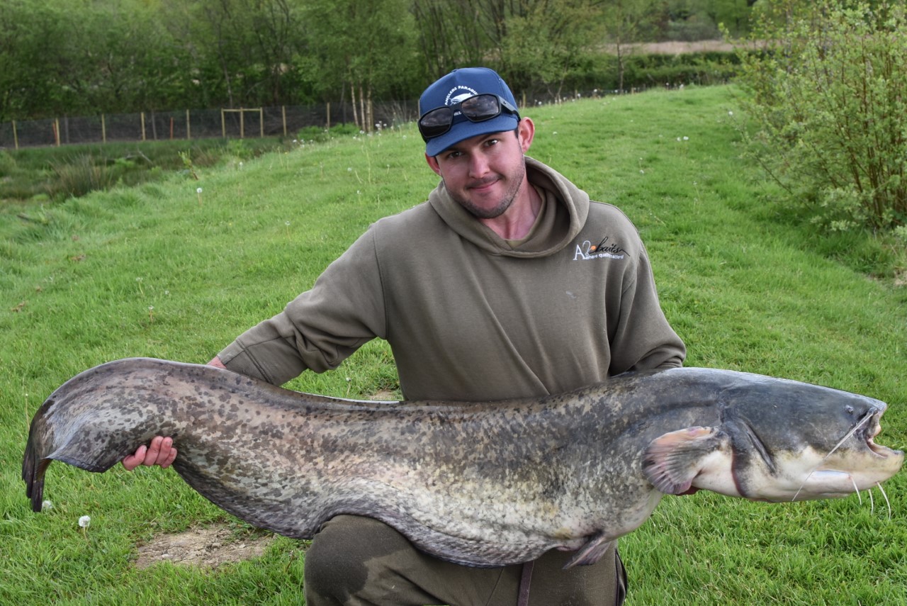 Sixty Pound Plus Catfish - North Devon & Exmoor Angling News - The latest  up to date information