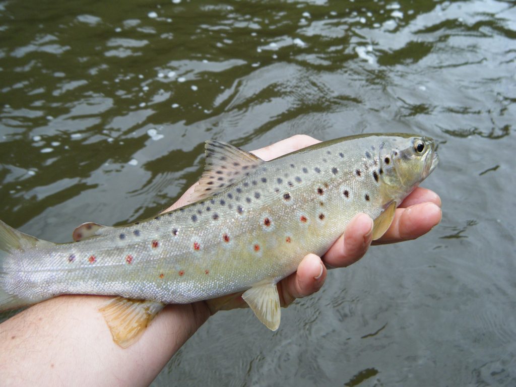 Torridge brown trout