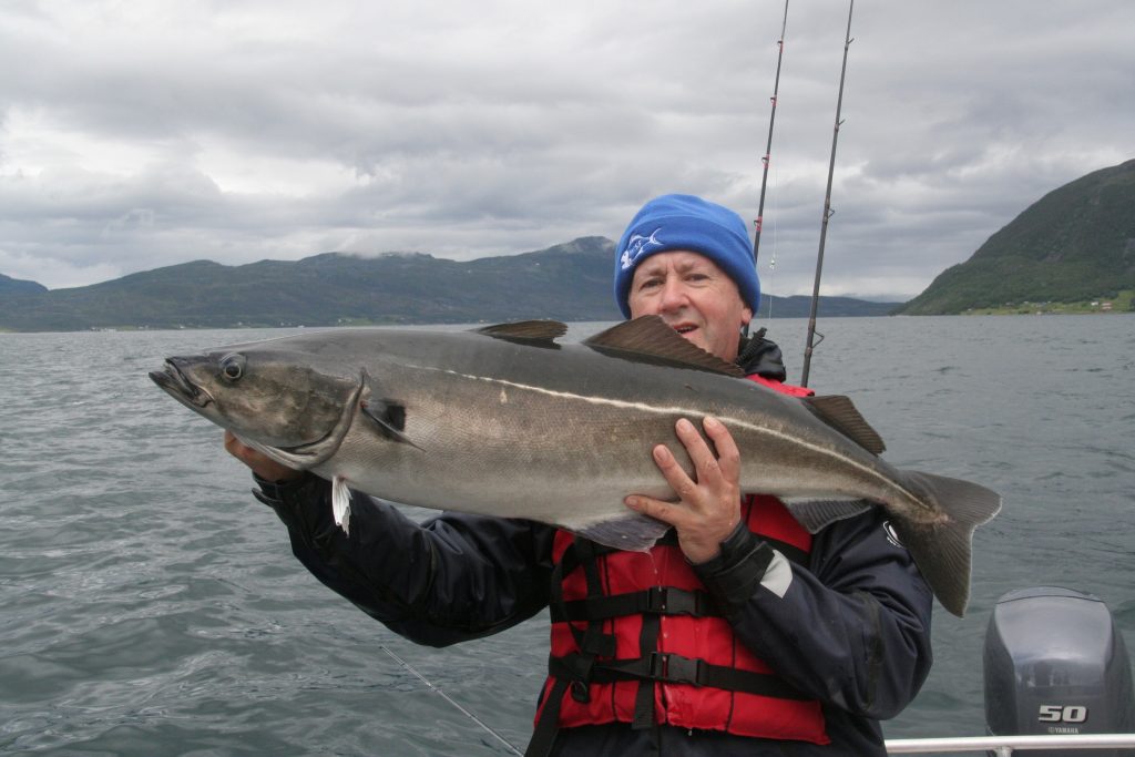 One of several 20lb plus coalfish tamed on a St Leger Renegade Lure Rod