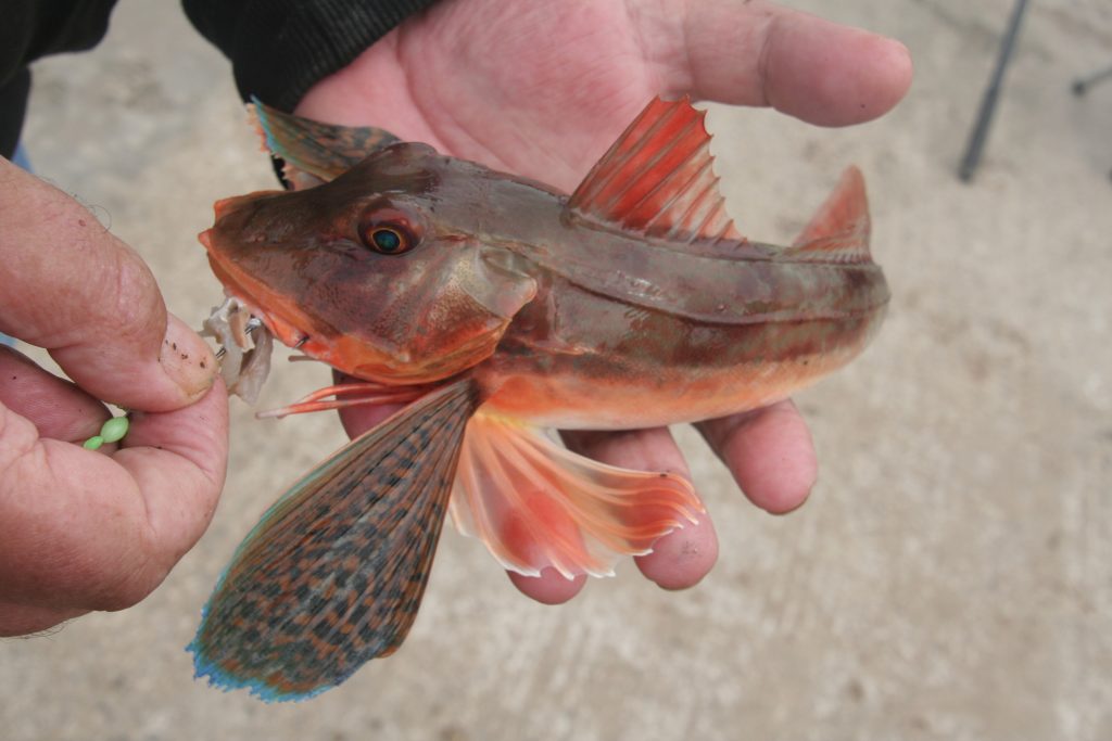 Colorful tub gurnard