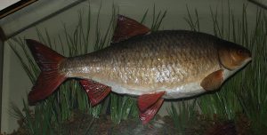 A Taw roach caught by Tina Gaydon