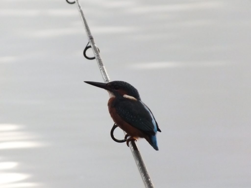 Kingfisher