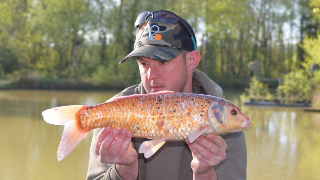 Koi Archives North Devon & Exmoor Angling News The latest up to