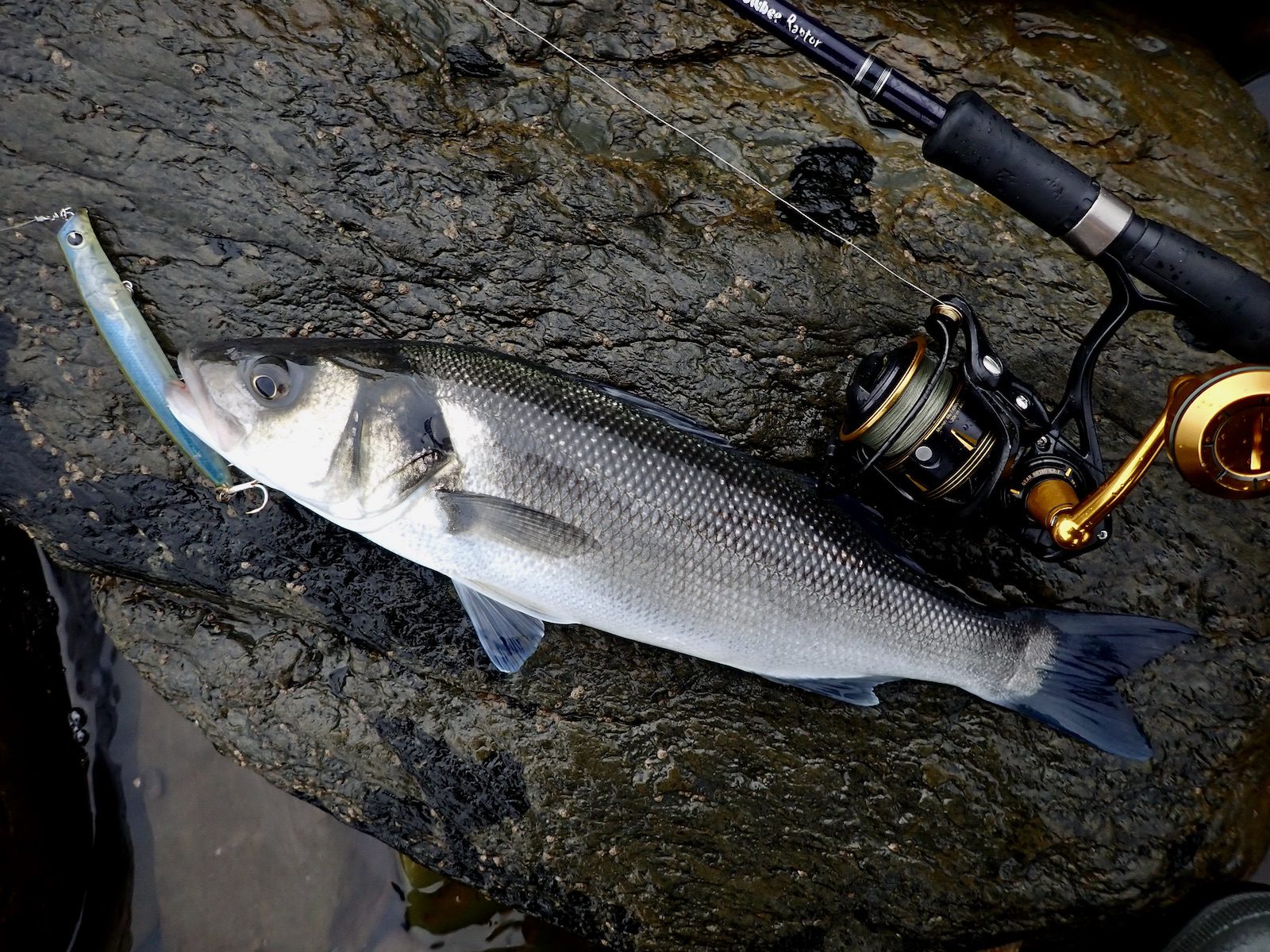 CHANGING LURES TO CATCH MORE BASS ? - North Devon Angling News - The latest  up to date information