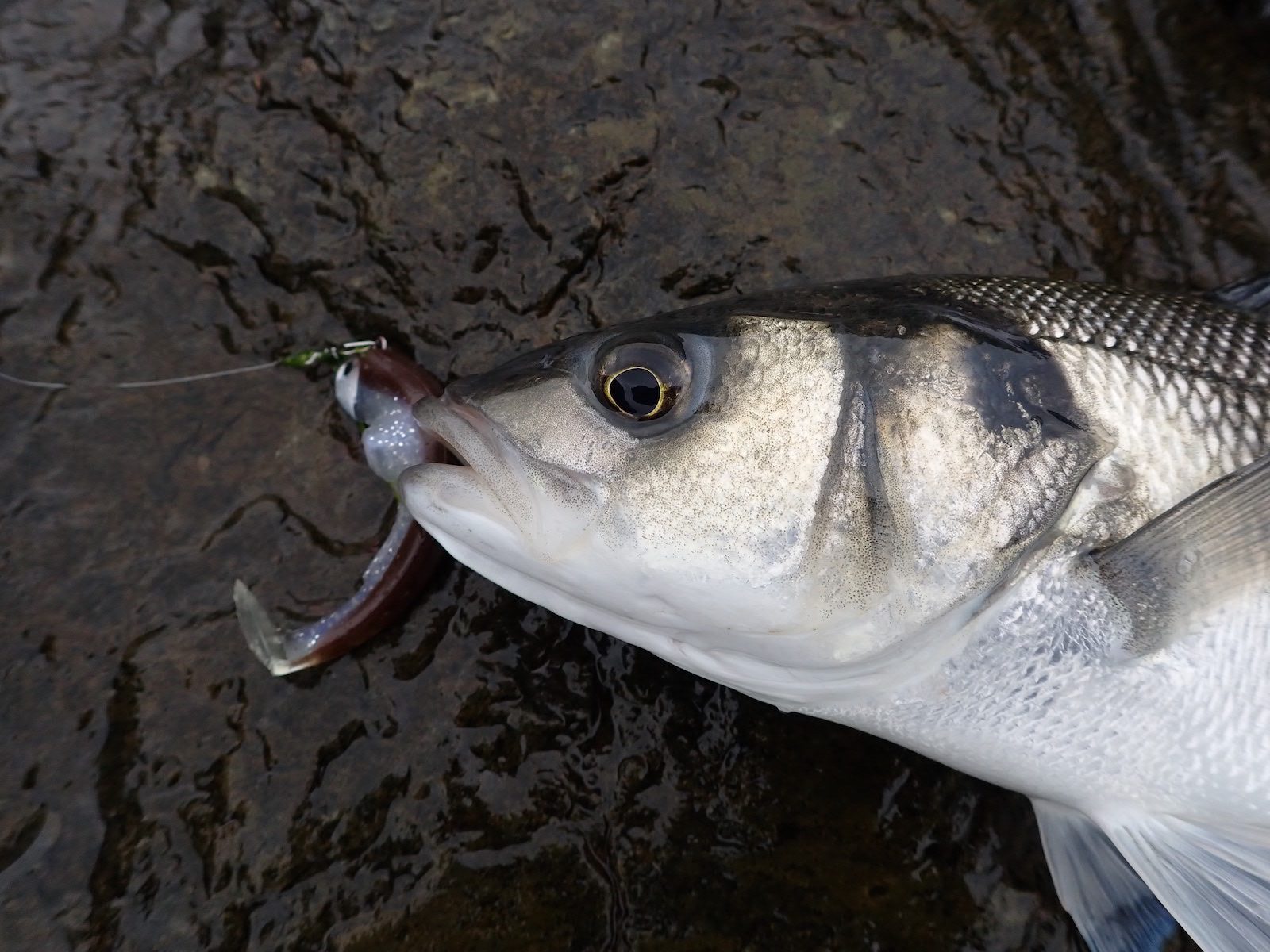 CHANGING LURES TO CATCH MORE BASS ? - North Devon Angling News - The latest  up to date information